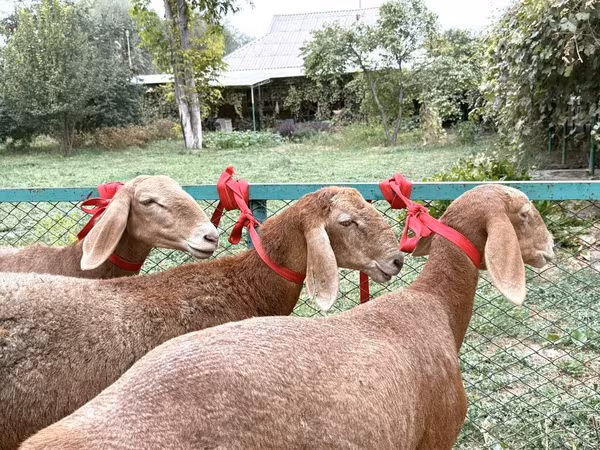 Pecora, Arashan sheep