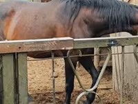 Klisna, Nonius horse — foto 2