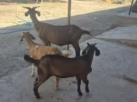 Ri’ dhaddig, Alpine goat — sawirka 1