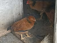 Chickens — عکس 3