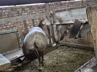 Vædder, Rhon sheep — foto 8