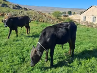 காளை, மாடுகள் — புகைப்படம் 5