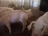Eber, Schweine — Foto 6