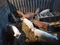 Babi (lot, jantina tidak dinyatakan) — foto 1