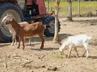 بز ماده, Nubian Goat — عکس 3