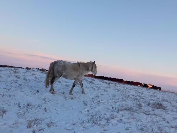 Kuda betina, Yakutian horse