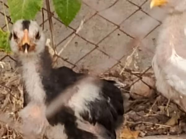 Chickens