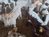 گاو نر, Simmental cattle — عکس 2