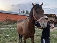 Hingst, Heste — foto 3