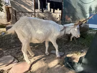 Ged, Russian White goat — foto 2
