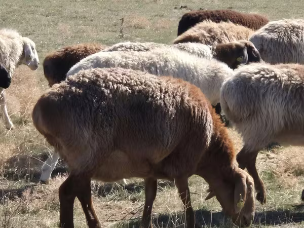 भेड़, Edilbay sheep