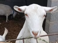 Capra, Saanen goat — foto 3
