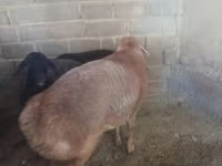Beran, Arashan sheep — foto 6