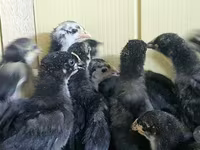 Chickens — foto 3