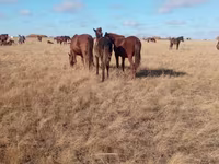 مادیان, Horse breed — عکس 6