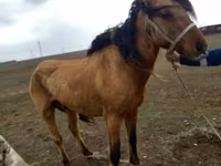 Klisna, Kazakh horse — foto 1