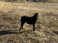 Pastuv, Коњи — fotografija 3