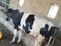 Toro, Russian Black pied cattle — foto 2