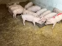 Scrofa — foto 7