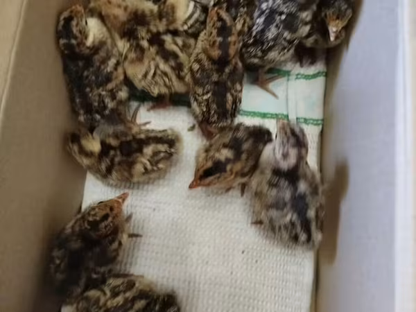 Turkeys