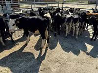 ላም, Aberdeen-Angus — ፎቶ 2