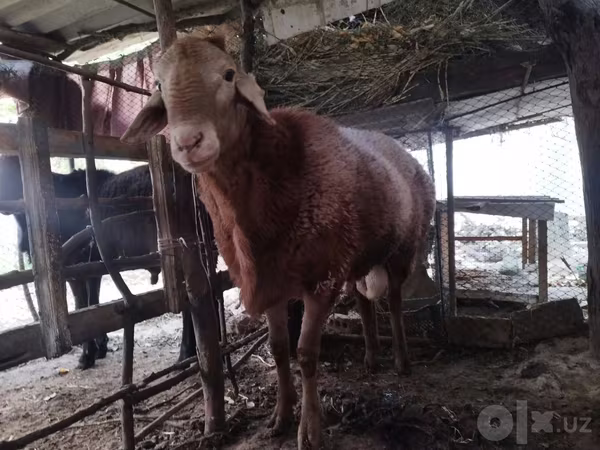 Κριός, Arashan sheep