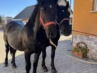 Kuda jantan, Hungarian horse breed — foto 3