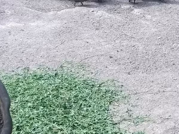 Domestic Muscovy — Kyrgyzstan