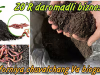 California chuvalchangi sotiladi (Biogomus) — عکس 1