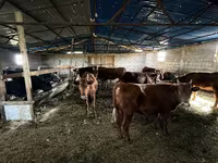 Lembu jantan, Simmental cattle — foto 4