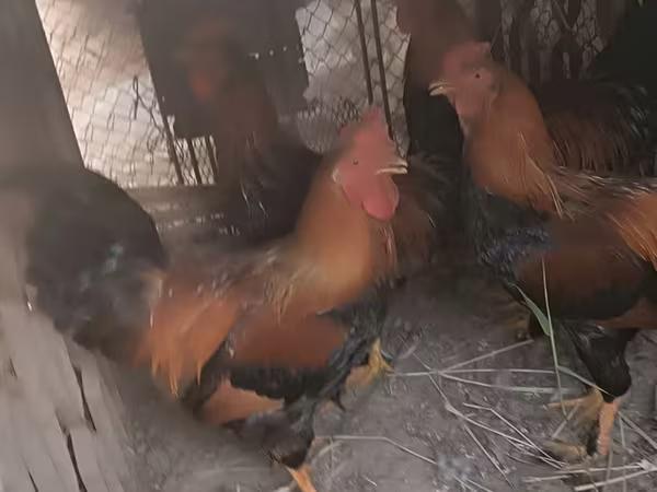 Chickens
