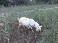 Domba betina, Sheep — foto 1