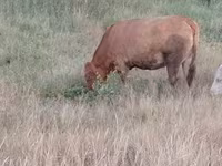 Ko, Limousin-ko. — foto 2