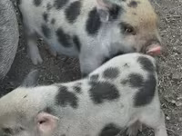 Cinghiale, Гёттингенский минипиг — foto 6