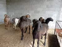 Beran, Rhon sheep — foto 5