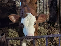 Bulle, Simmental cattle — Foto 7