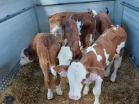 Toro, Simmental cattle — foto 4