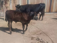 Koe, Latvian Blue cattle — foto 2