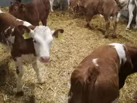 மாடுகள் (தொகுதி, பாலினம் குறிப்பிடப்படவில்லை), Simmental cattle — புகைப்படம் 7