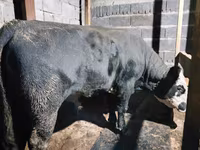 Bou, Vaca kazahă cu cap alb — foto 1