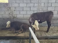 Krava, Simmental cattle — fotografija 2