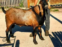 Billy Goat, Goats — photo 4
