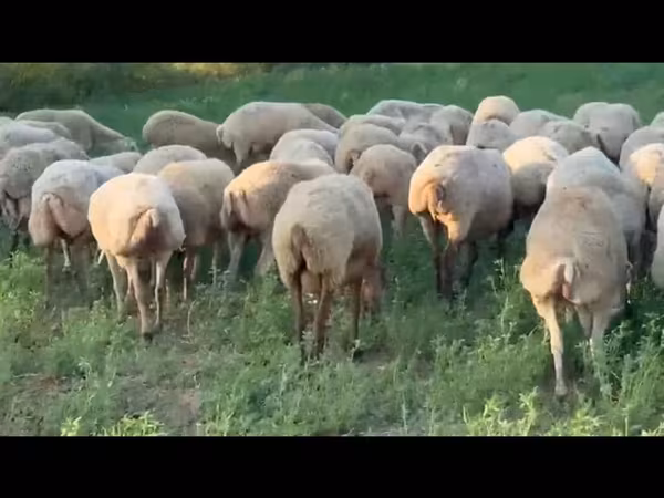 میش, گوسفند