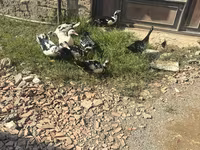 Ducks — عکس 3