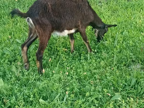 Kambing betina, Goats