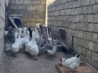Geese — foto 1