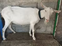 بز ماده, Saanen goat — عکس 4