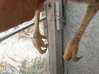 Chickens — عکس 3