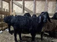 Vædder, Baerchuke sheep — foto 1