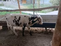 Bovine (lot, sex nespecificat), Bovine — foto 2